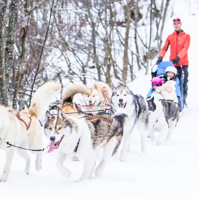 chiens traineau Pelvoux Vallouise